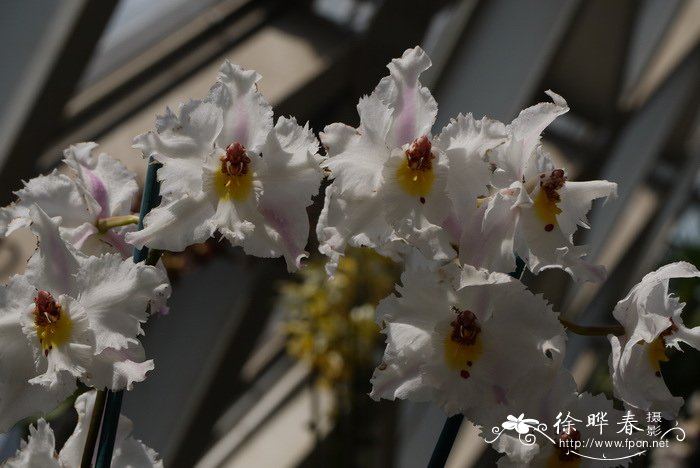 齿舌兰Odontoglossum crispum 齿舌兰Odontoglossum crispum