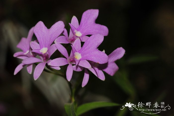 兔唇树兰Epidendrum centropetalum