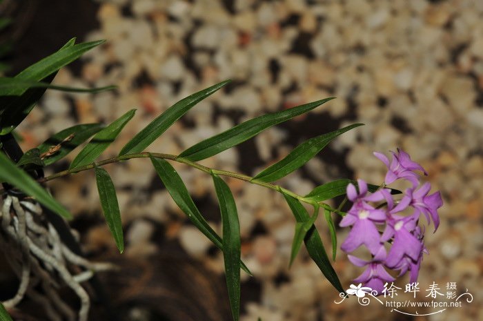 兔唇树兰Epidendrum centropetalum