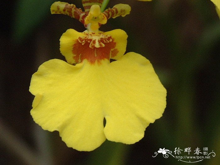 黄金2号文心兰Oncidium Gower Ramsey ‘Gold 2’ 黄金2号文心兰Oncidium Gower Ramsey ‘Gold 2’