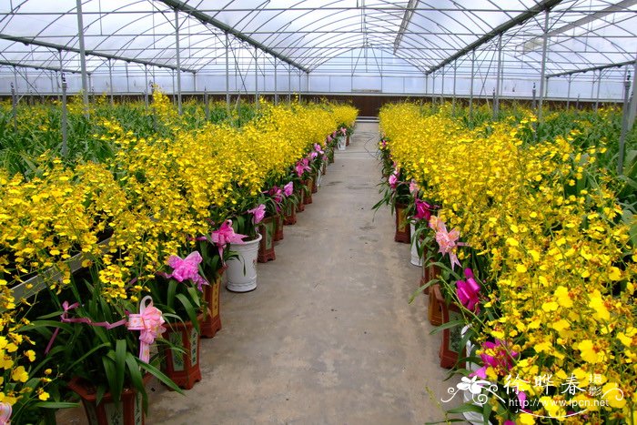 黄金2号文心兰Oncidium Gower Ramsey ‘Gold 2’ 黄金2号文心兰Oncidium Gower Ramsey ‘Gold 2’