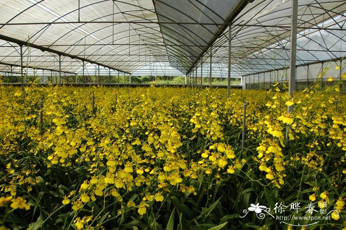 黄金2号文心兰Oncidium Gower Ramsey ‘Gold 2’
