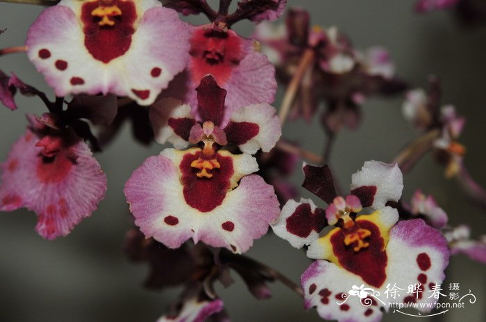 ‘魔幻’文心兰Oncidium Magic ‘魔幻’文心兰Oncidium Magic