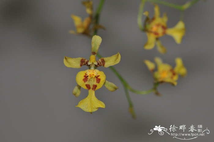 满天星文心兰Oncidium obryzatum 满天星文心兰Oncidium obryzatum