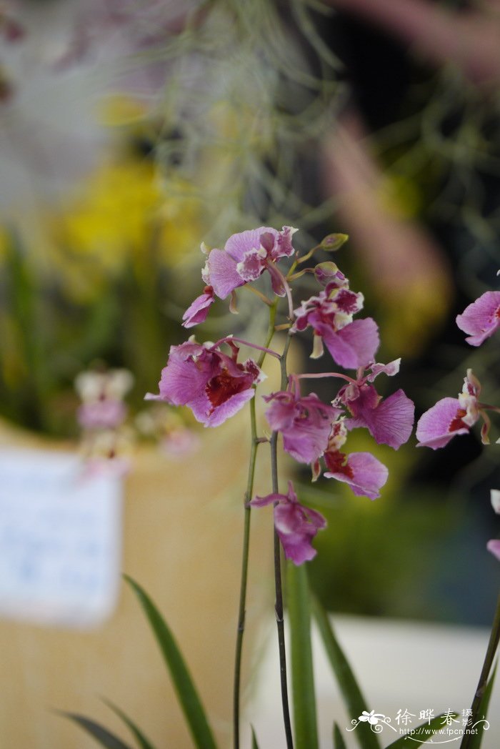 ‘优雅’剑心兰 Tolumnia Elegance ‘优雅’剑心兰 Tolumnia Elegance