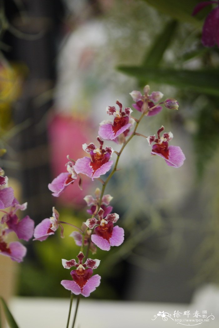 ‘优雅’剑心兰 Tolumnia Elegance ‘优雅’剑心兰 Tolumnia Elegance