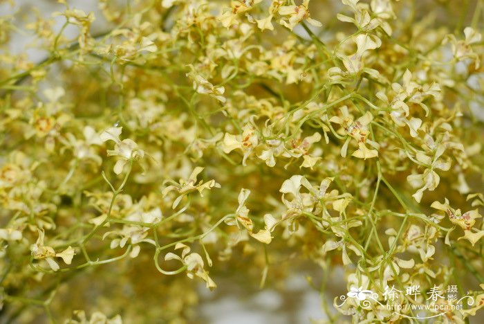 满天星文心兰Oncidium obryzatum 满天星文心兰Oncidium obryzatum