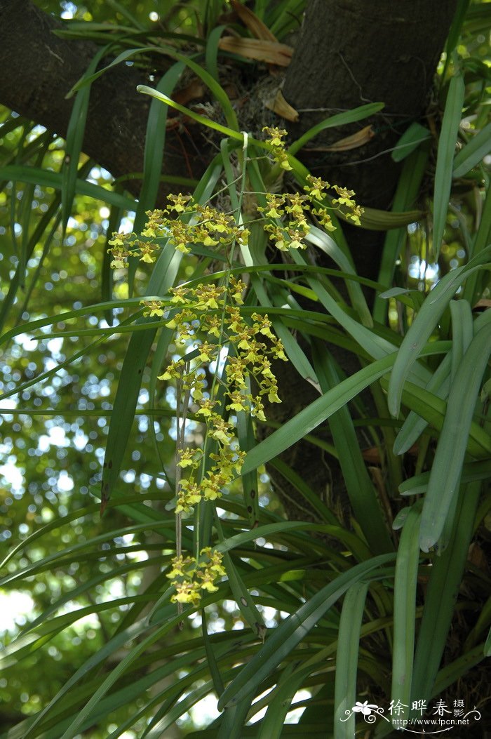 文心兰Oncidium sphacelatum 文心兰Oncidium sphacelatum
