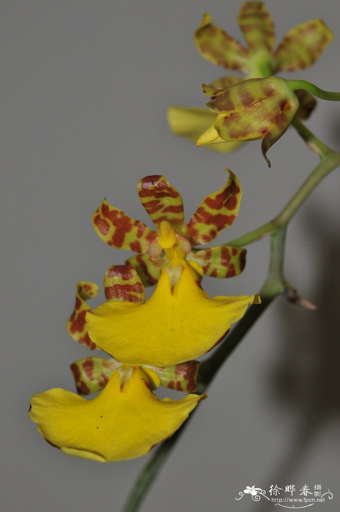 华彩文心兰Oncidium splendidum 华彩文心兰Oncidium splendidum