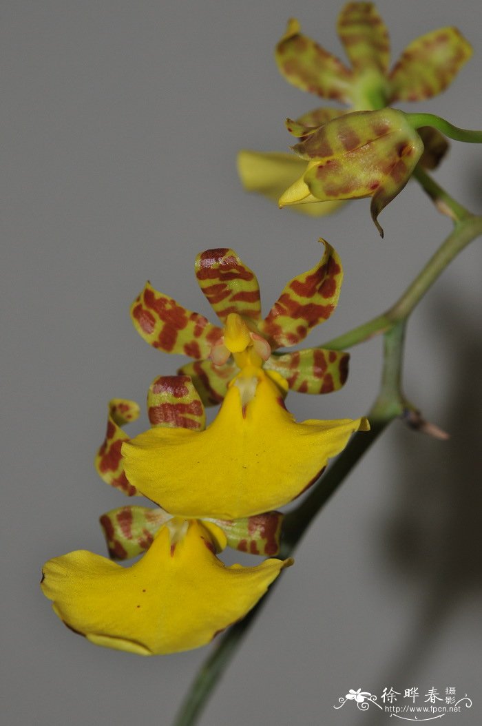 华彩文心兰Oncidium splendidum