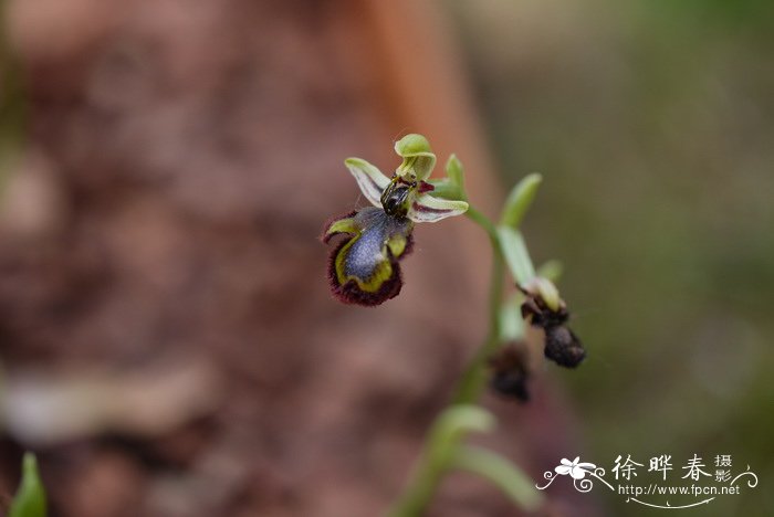 角蜂眉兰Ophrys speculum 角蜂眉兰Ophrys speculum