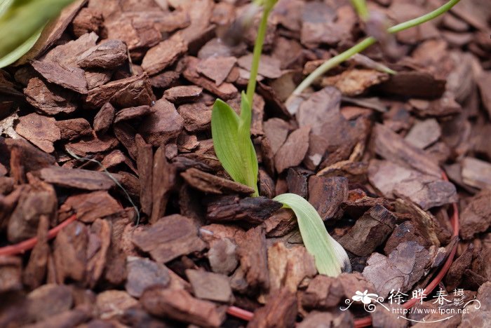 角蜂眉兰Ophrys speculum