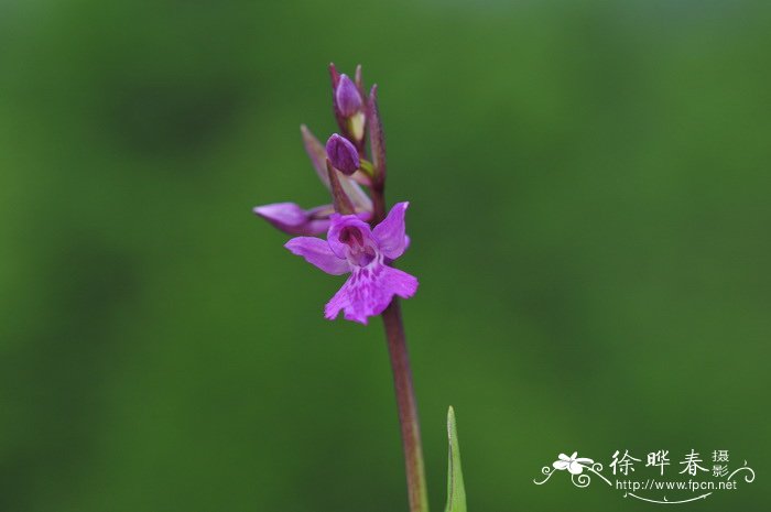 广布红门兰Orchis chusua 广布红门兰Orchis chusua