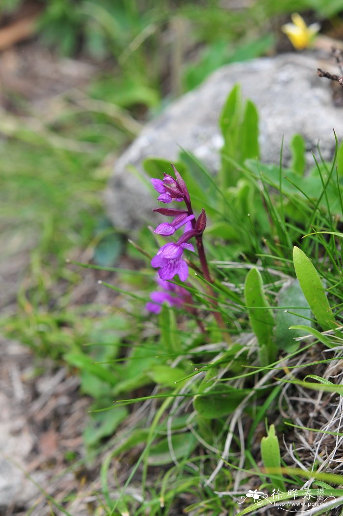 广布红门兰Orchis chusua 广布红门兰Orchis chusua