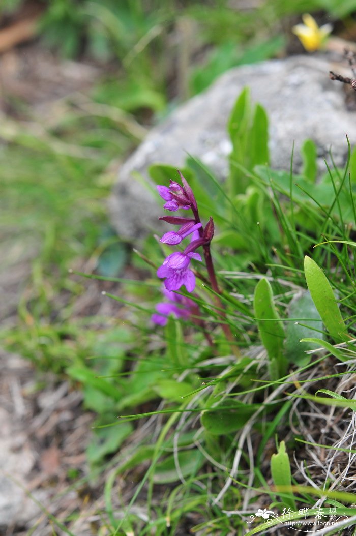 广布红门兰Orchis chusua