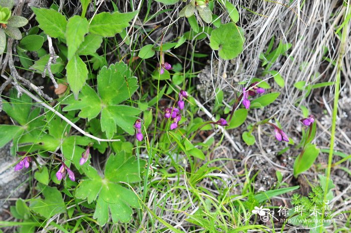 广布红门兰Orchis chusua