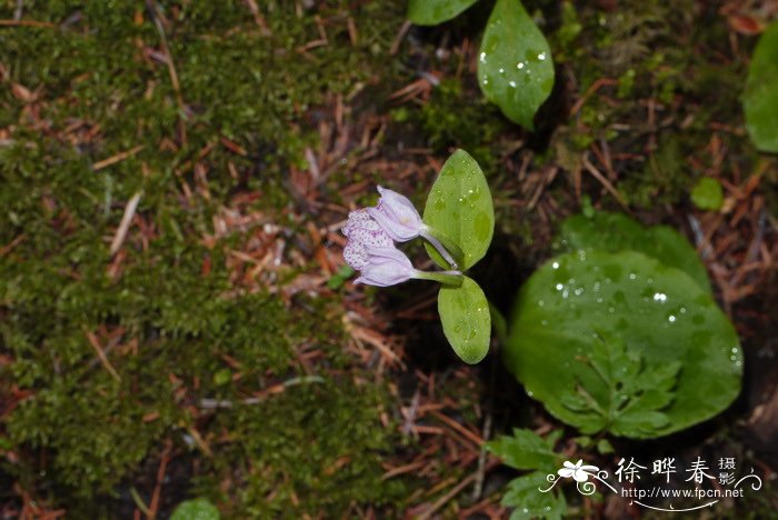 卵唇红门兰Orchis cyclochila 卵唇红门兰Orchis cyclochila