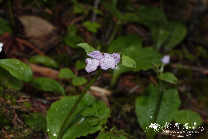 卵唇红门兰Orchis cyclochila