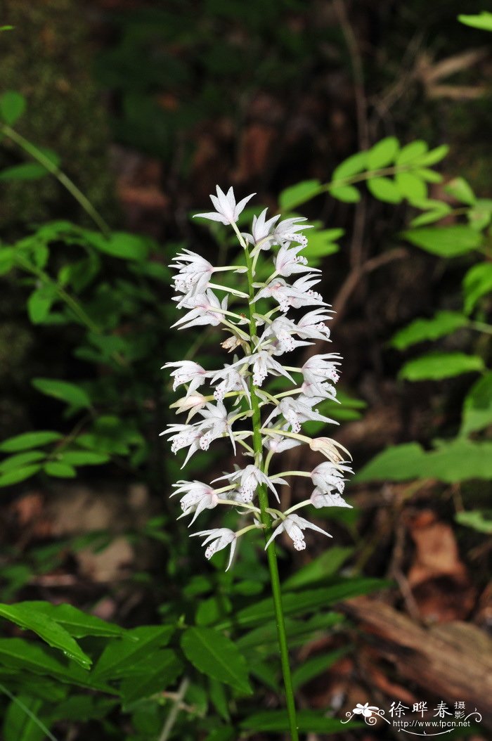 长叶山兰 Oreorchis fargesii 长叶山兰 Oreorchis fargesii