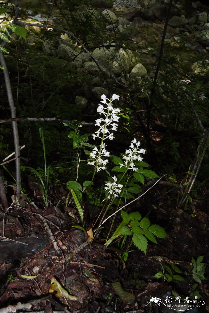 长叶山兰 Oreorchis fargesii 长叶山兰 Oreorchis fargesii