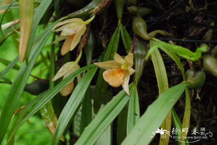 单花曲唇兰 Panisea uniflora 单花曲唇兰 Panisea uniflora