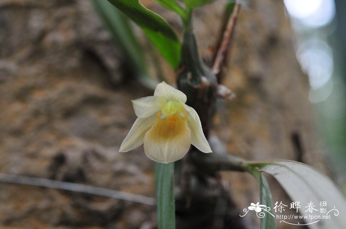 单花曲唇兰 Panisea uniflora