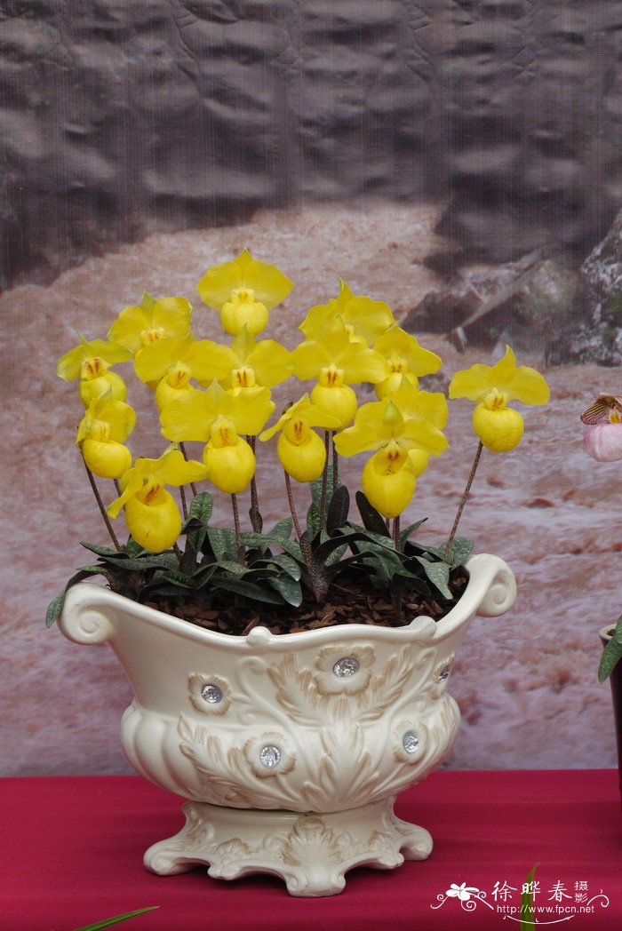 杏黄兜兰 Paphiopedilum armeniacum 杏黄兜兰 Paphiopedilum armeniacum