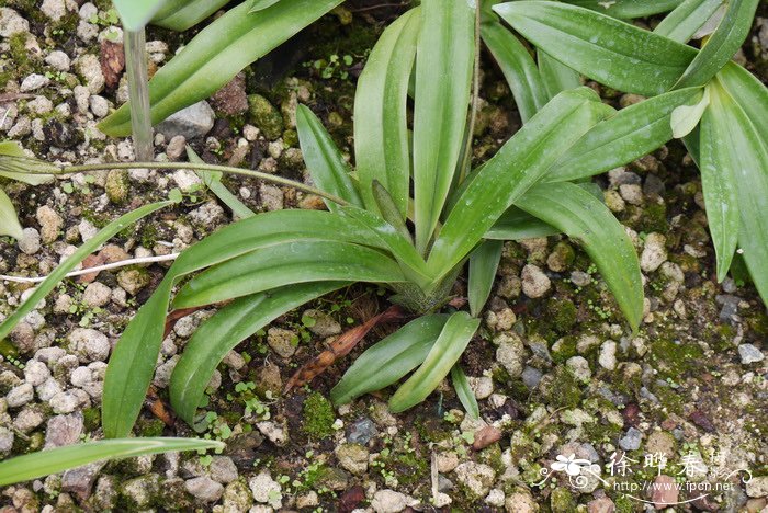 小叶兜兰Paphiopedilum barbigerum 小叶兜兰Paphiopedilum barbigerum