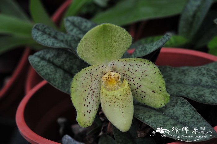 同色兜兰Paphiopedilum concolor 同色兜兰Paphiopedilum concolor