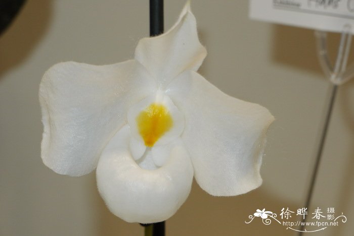 白花越南美人兜兰Paphiopedilum delenatii var. alba 白花越南美人兜兰Paphiopedilum delenatii var. alba