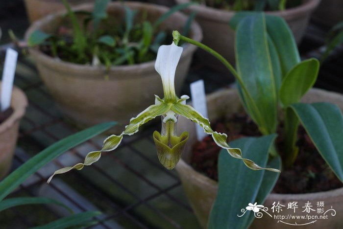 长瓣兜兰Paphiopedilum dianthum 长瓣兜兰Paphiopedilum dianthum