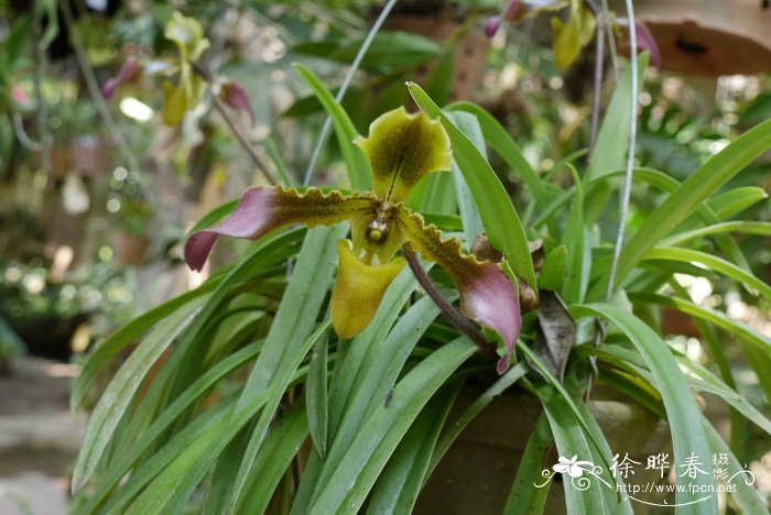 带叶兜兰 Paphiopedilum hirsutissimum 带叶兜兰 Paphiopedilum hirsutissimum
