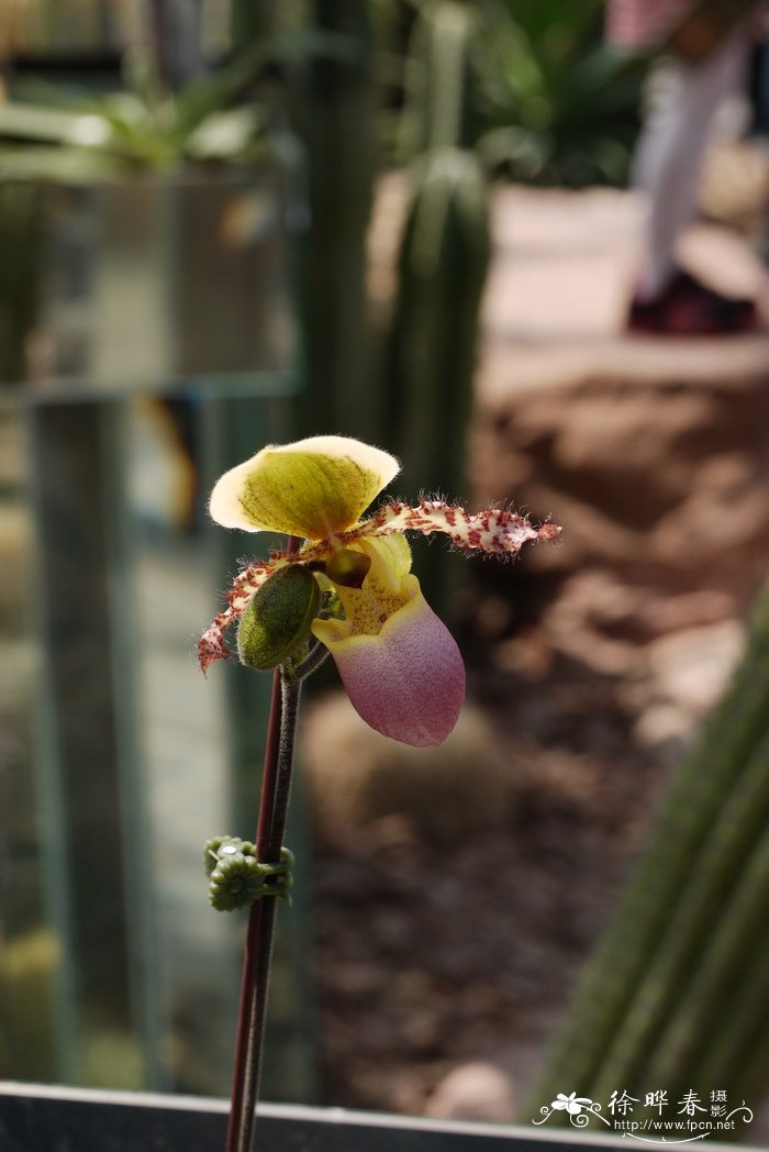 兜兰原种Paphiopedilum liemianum