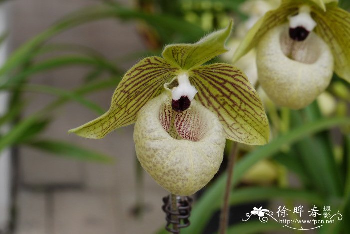 麻栗坡兜兰Paphiopedilum malipoense 麻栗坡兜兰Paphiopedilum malipoense