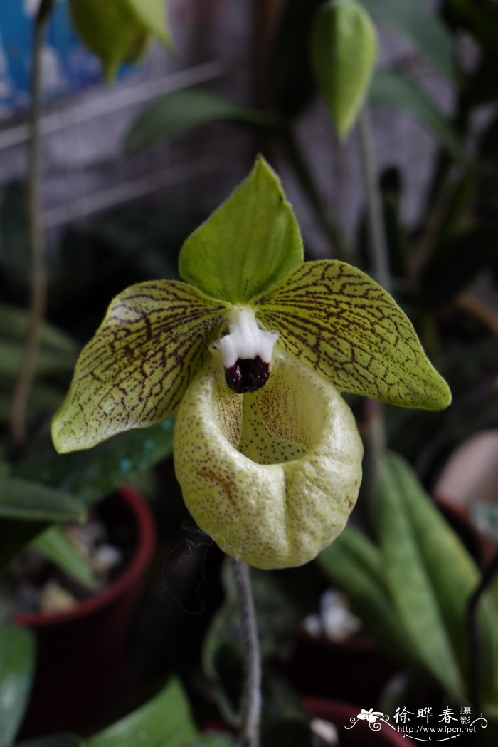 麻栗坡兜兰Paphiopedilum malipoense 麻栗坡兜兰Paphiopedilum malipoense