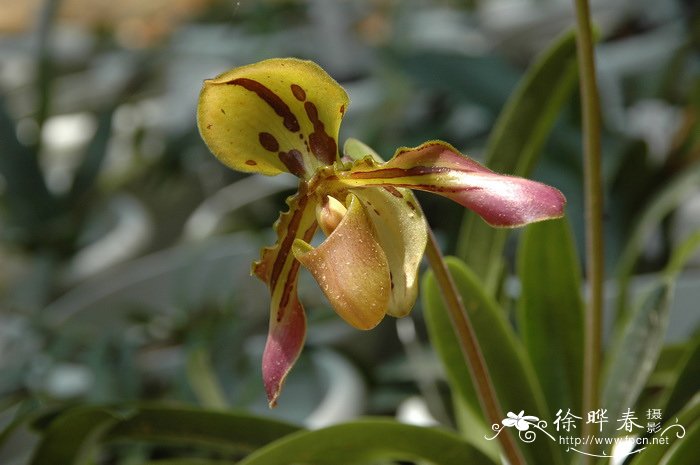 虎斑兜兰 Paphiopedilum markianum 虎斑兜兰 Paphiopedilum markianum
