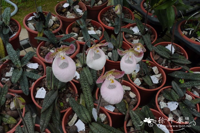硬叶兜兰 Paphiopedilum micranthum 硬叶兜兰 Paphiopedilum micranthum