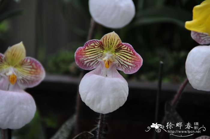 硬叶兜兰 Paphiopedilum micranthum 硬叶兜兰 Paphiopedilum micranthum