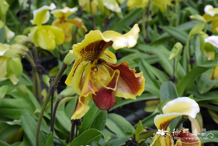 肉饼兜兰phiopedilum Pacific Shamrock 肉饼兜兰phiopedilum Pacific Shamrock