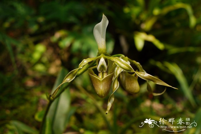 飘带兜兰Paphiopedilum parishii 飘带兜兰Paphiopedilum parishii