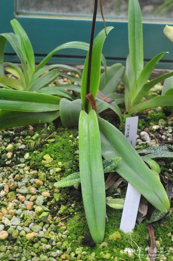菲律宾兜兰Paphiopedilum philippinense 菲律宾兜兰Paphiopedilum philippinense