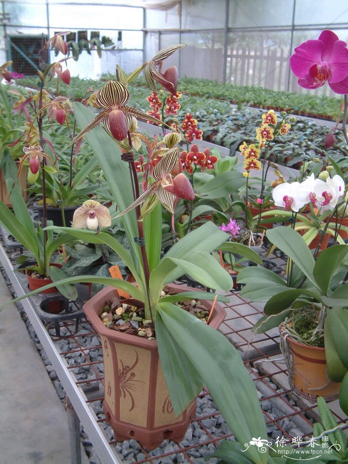 国王兜兰Paphiopedilum rothschildianum