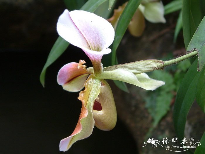 紫毛兜兰 Paphiopedilum villosum 紫毛兜兰 Paphiopedilum villosum