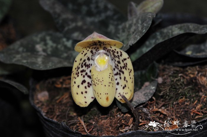 文山兜兰 Paphiopedilum wenshanense