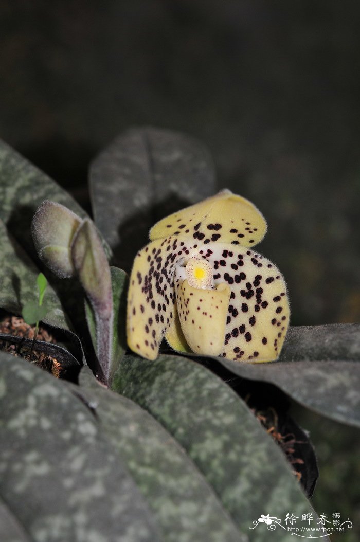 文山兜兰 Paphiopedilum wenshanense