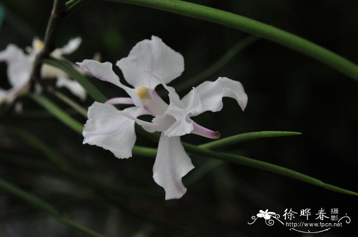 白花凤蝶兰Papilionanthe biswasiana 白花凤蝶兰Papilionanthe biswasiana