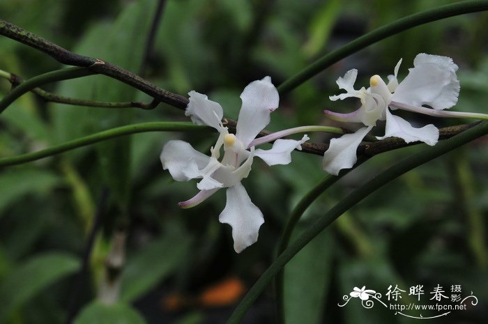 白花凤蝶兰Papilionanthe biswasiana 白花凤蝶兰Papilionanthe biswasiana