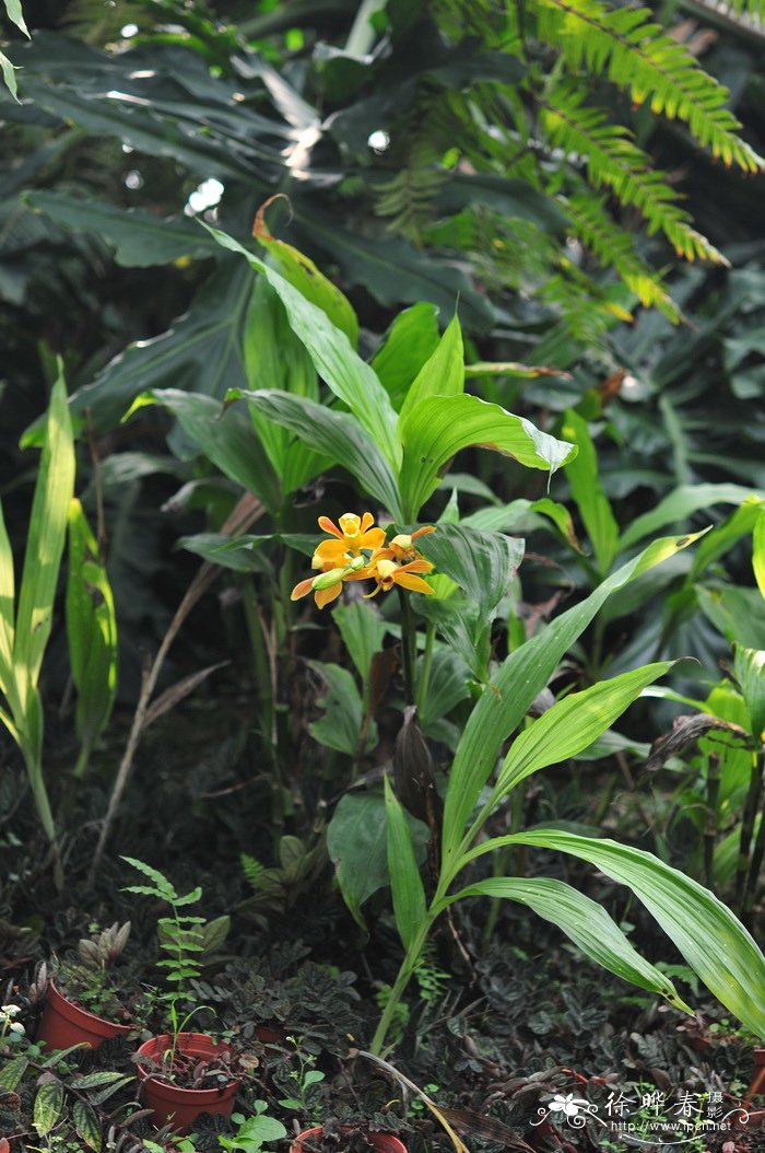 文山鹤顶兰Phaius wenshanensis