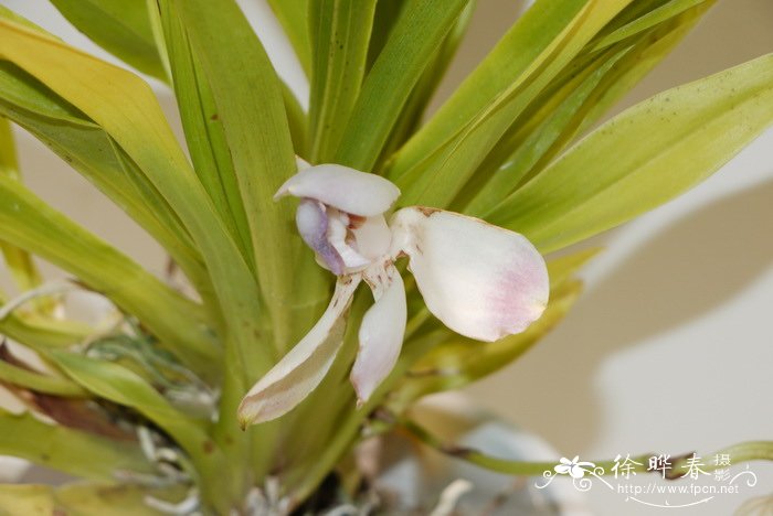 鲨口兰Pescatorea dayana var. rhodacra 鲨口兰Pescatorea dayana var. rhodacra