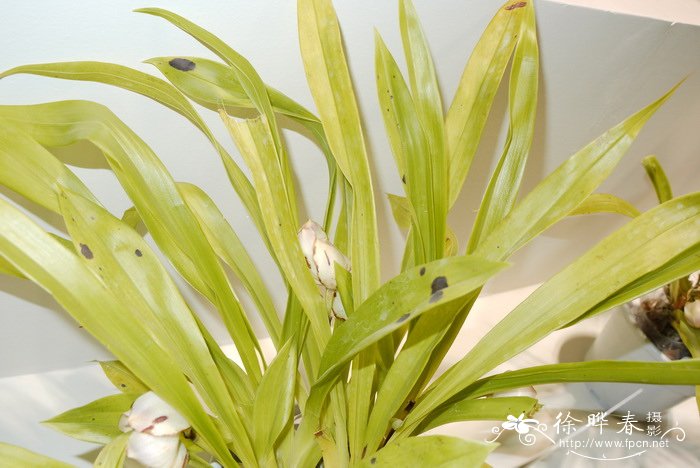 鲨口兰Pescatorea dayana var. rhodacra 鲨口兰Pescatorea dayana var. rhodacra